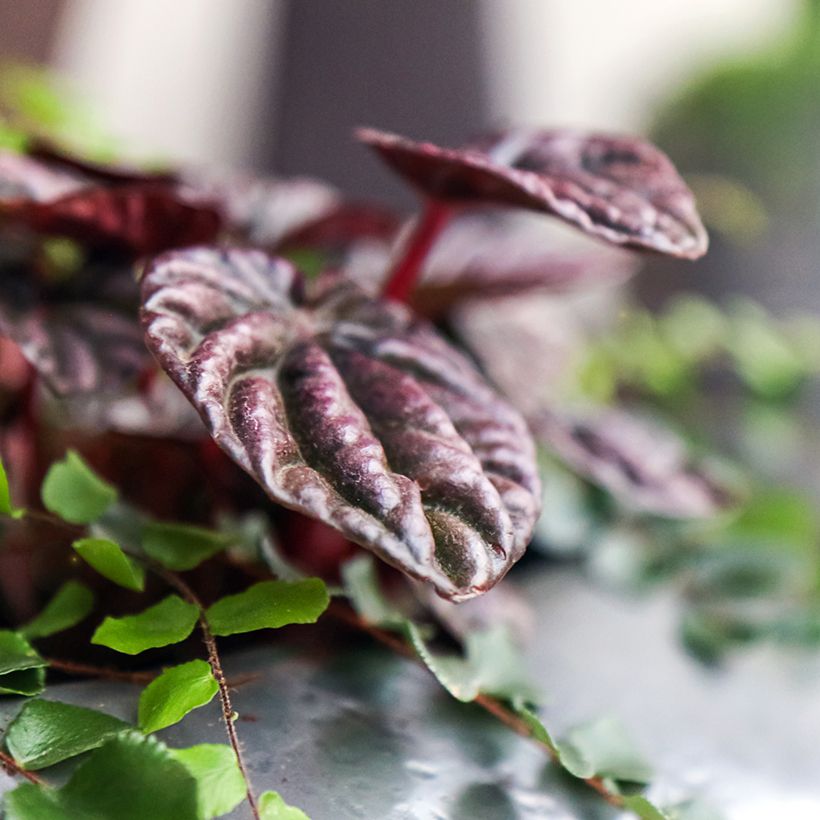 Peperomia Montevideo - Rattenstaartje (Blad)