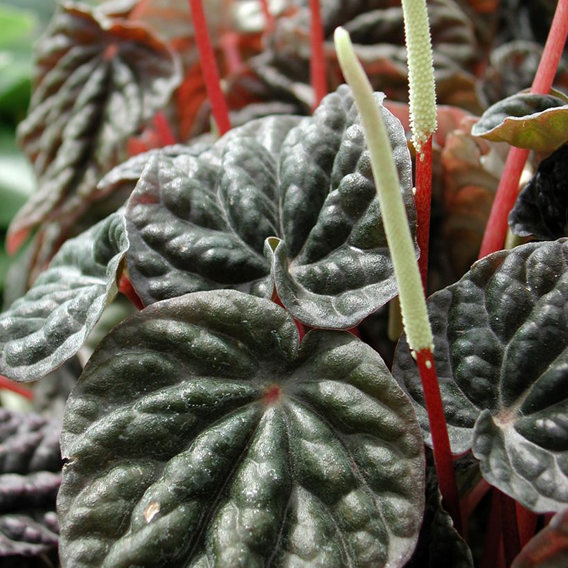 Peperomia Montevideo - Rattenstaartje (Bloei)