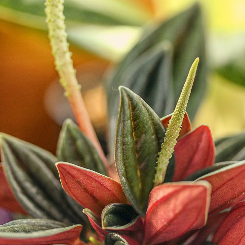 Peperomia caperata Eden Rosso - Rattenstaartje (Bloei)