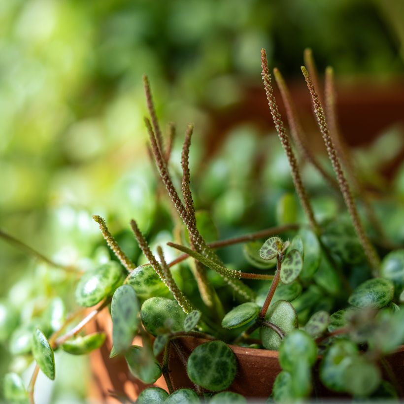 Peperomia prostrata - String of Turtles (Bloei)
