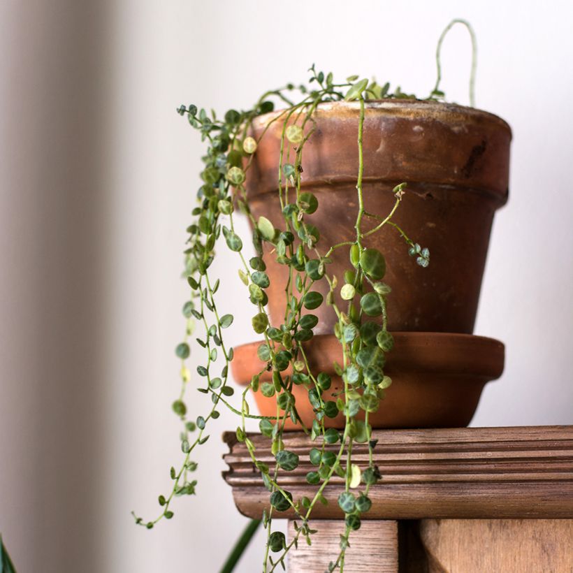 Peperomia prostrata - String of Turtles (Groeiplaats)