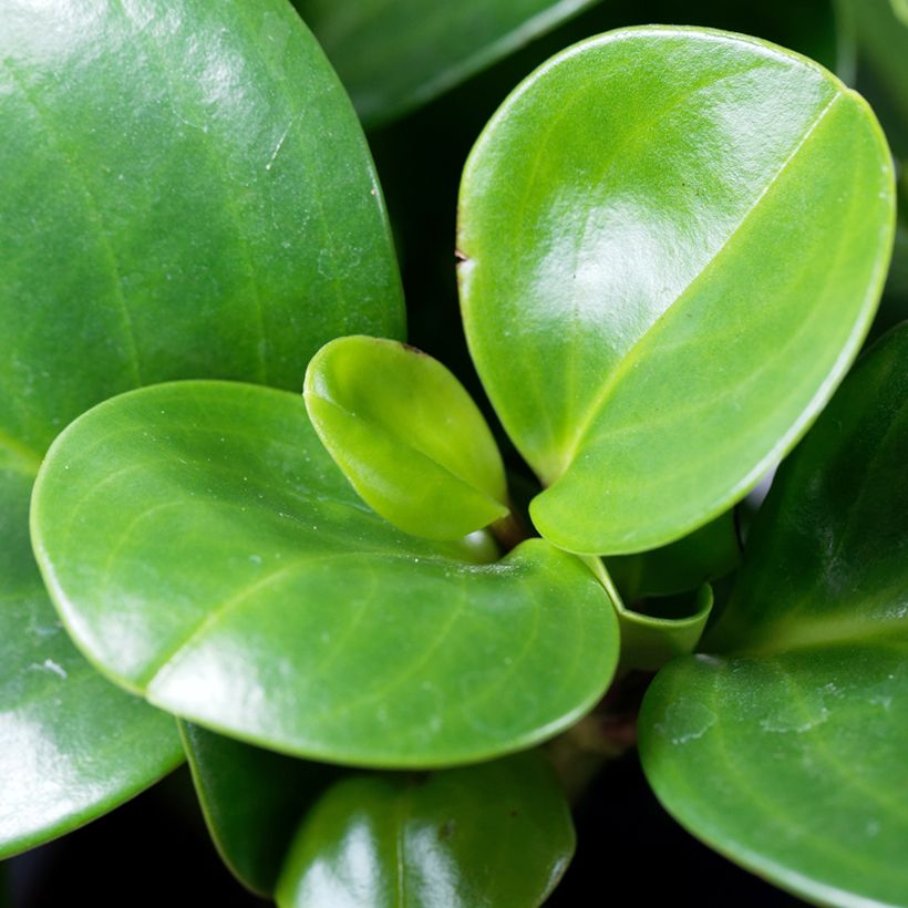 Peperomia obtusifolia Green - Krokodillentranen (Blad)