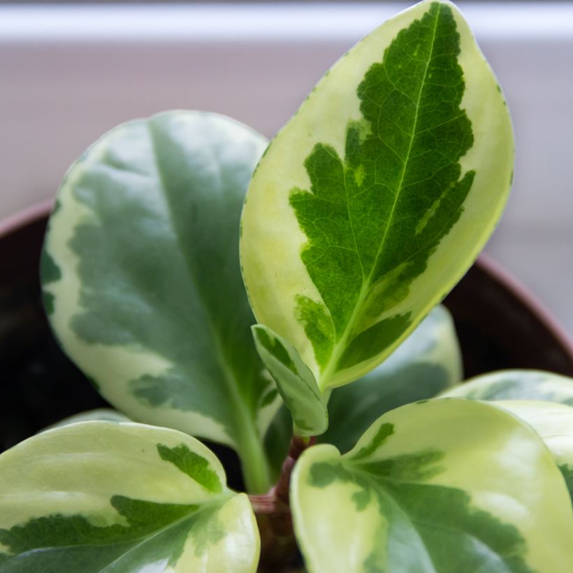 Peperomia obtusifolia USA - Krokodillentranen (Blad)