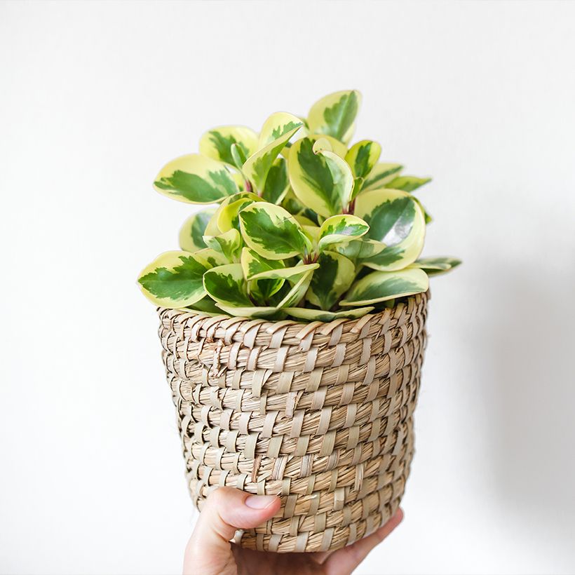 Peperomia obtusifolia USA - Krokodillentranen (Groeiplaats)
