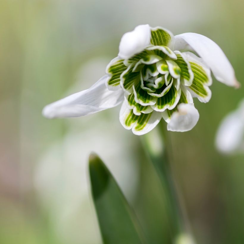 Galanthus nivalis Dionysus - Sneeuwklokje (Bloei)