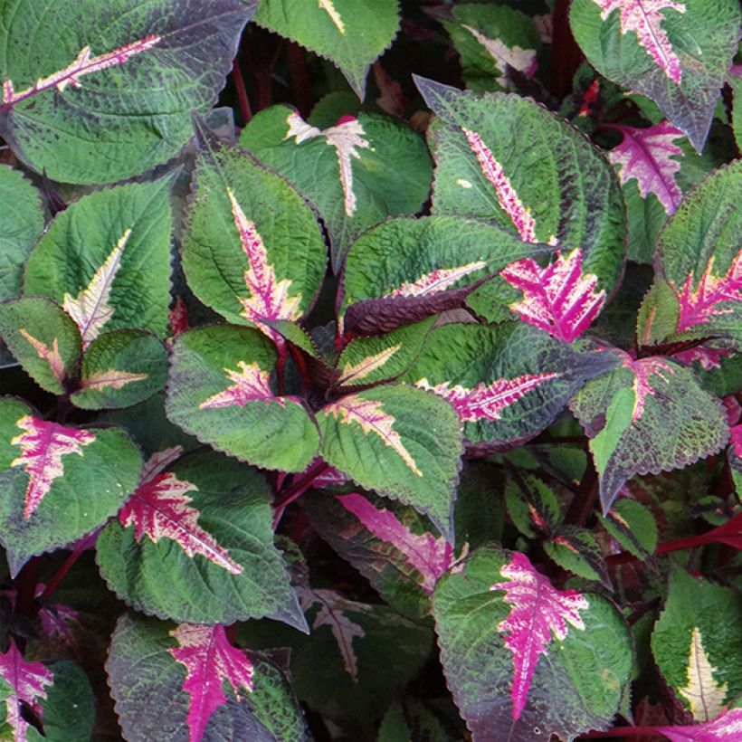 Perilla frutescens Magilla Purple - Shiso (Bloei)