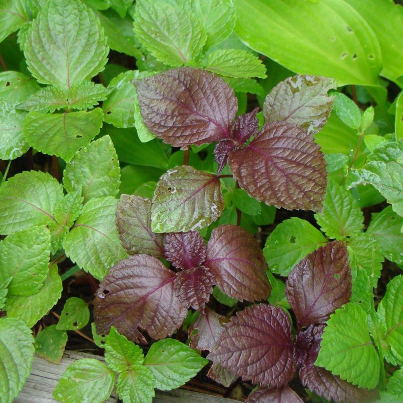 Shiso - Perilla frutescens (Blad)