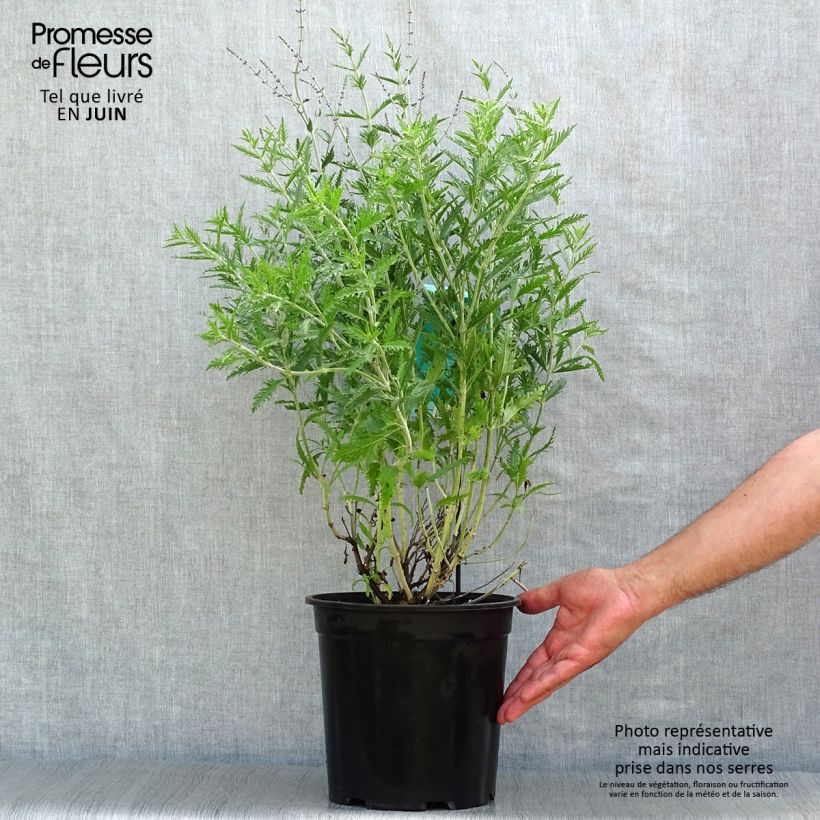 Exemplaar van Perovskia atriplicifolia Blue Spire - Russische salie Pot van 4 l/5 l zoals geleverd in de zomer
