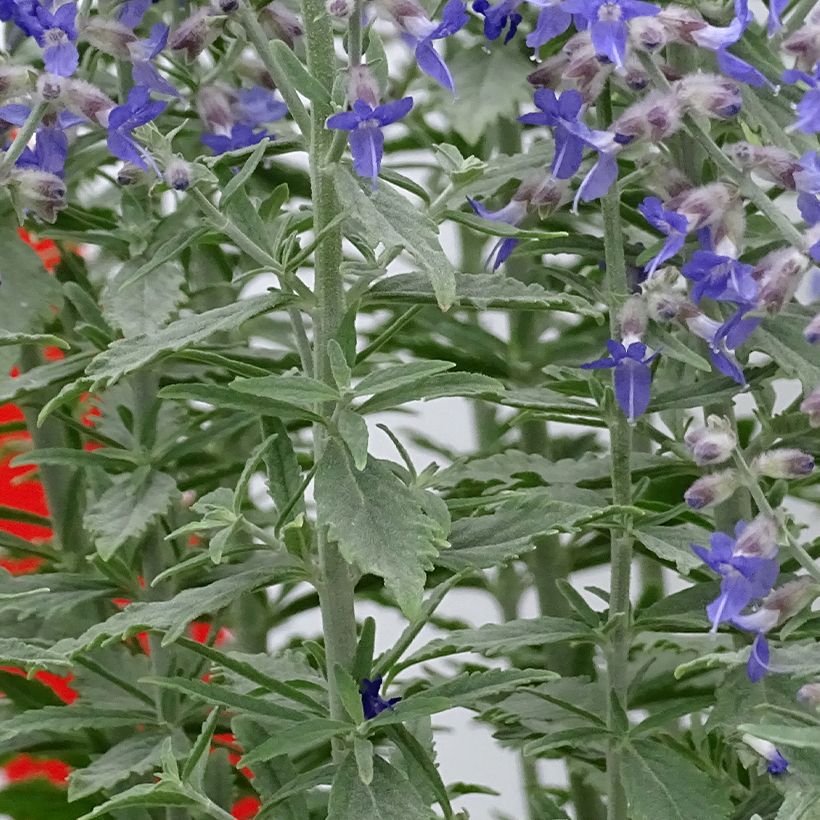 Perovskia atriplicifolia Prime time - Russische salie (Blad)