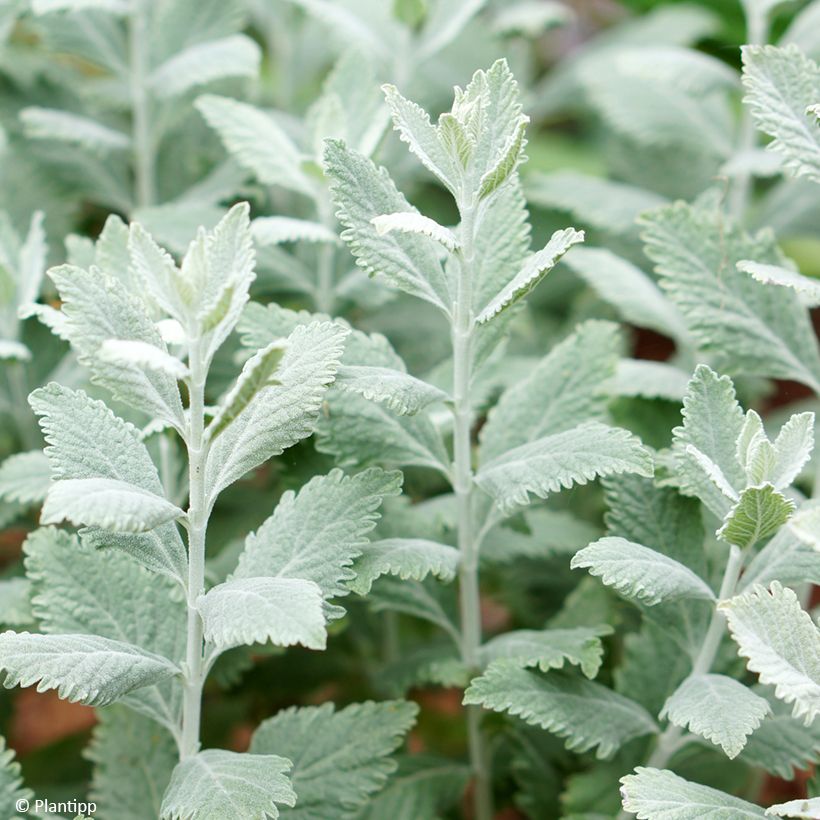 Perovskia Silvery Blue - Russische salie (Blad)