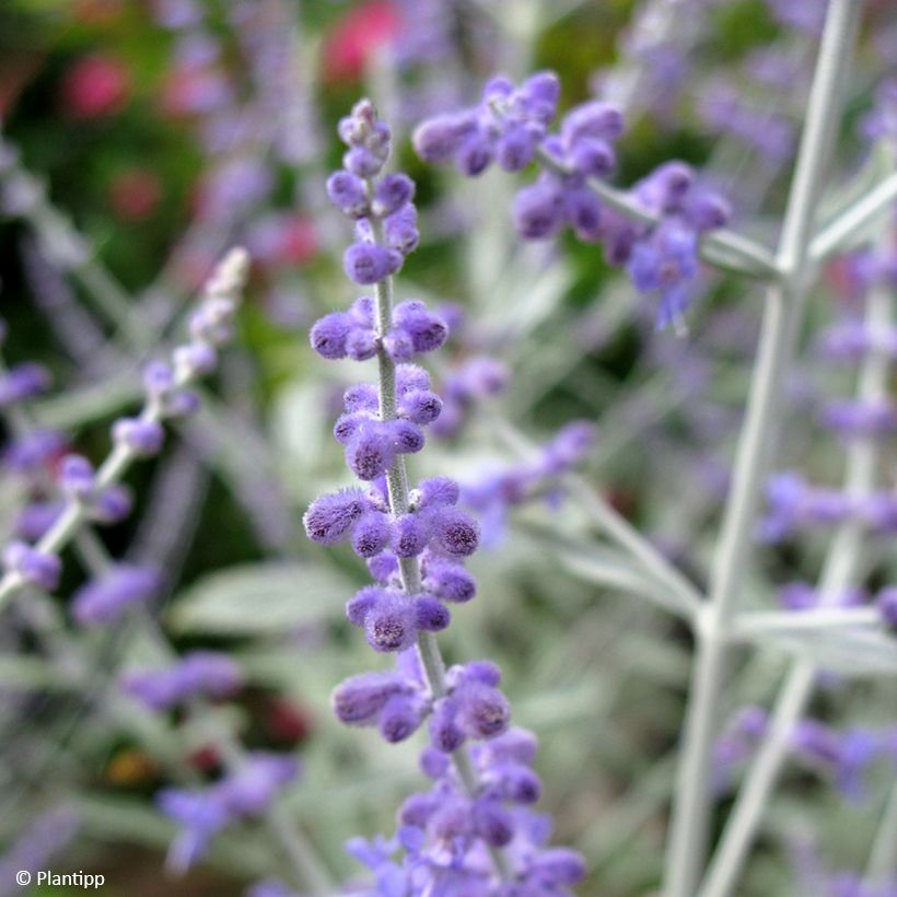 Perovskia Silvery Blue - Russische salie (Bloei)