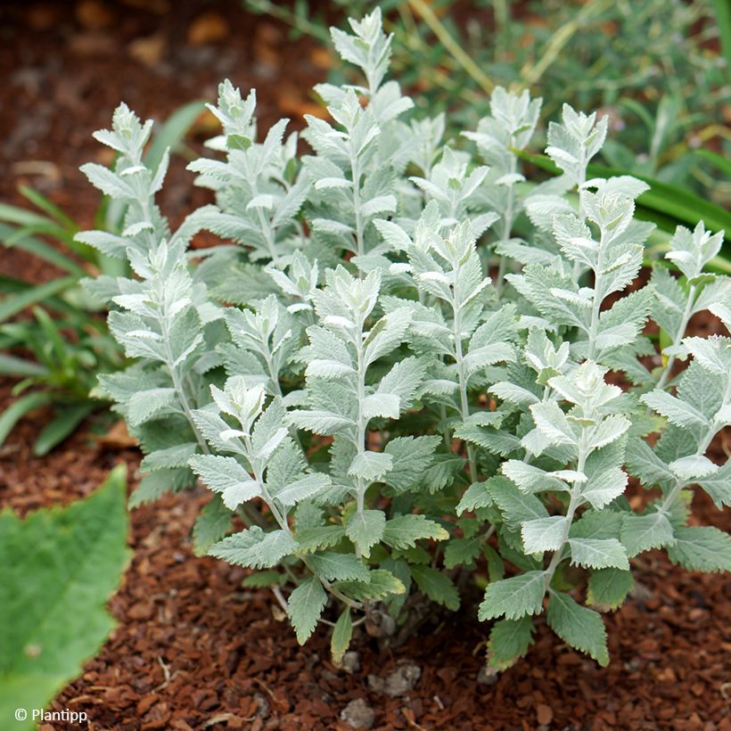 Perovskia Silvery Blue - Russische salie (Groeiplaats)