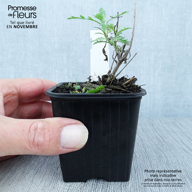 Exemplaar van Perovskia atriplicifolia Blue Spire - Russische salie Kweekpotje van 8/9 cm zoals geleverd in de herfst