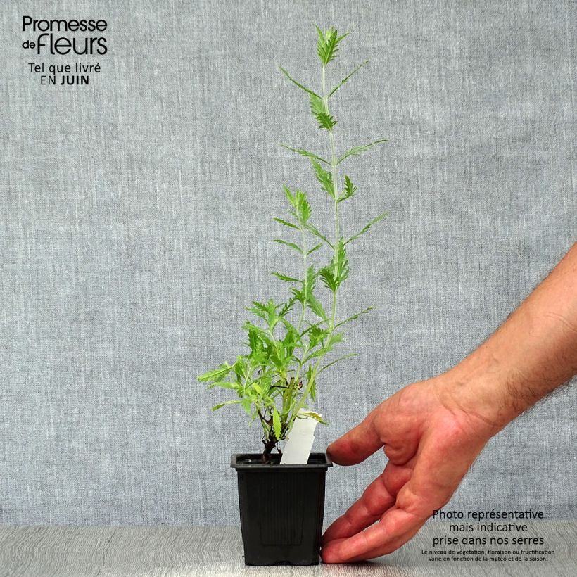 Exemplaar van Perovskia atriplicifolia Blue Spire - Russische salie Kweekpotje van 8/9 cm zoals geleverd in de zomer
