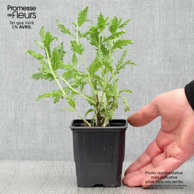 Exemplaar van Perovskia atriplicifolia Blue Spire - Russische salie Kweekpotje van 8/9 cm zoals geleverd in de lente