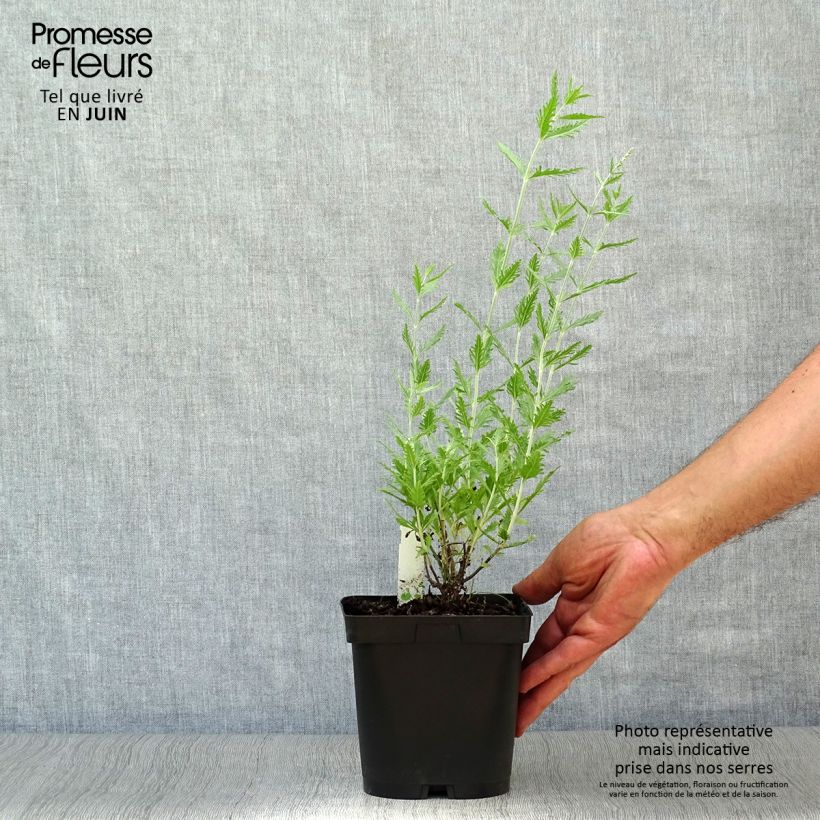 Exemplaar van Perovskia atriplicifolia Blue Spire - Russische salie Pot van 2 l/3 l zoals geleverd in de zomer
