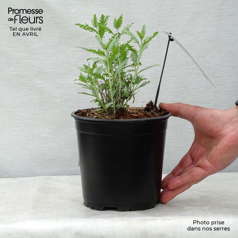 Exemplaar van Perovskia atriplicifolia Blue Spire - Russische salie Pot van 2 l/3 l zoals geleverd in de lente