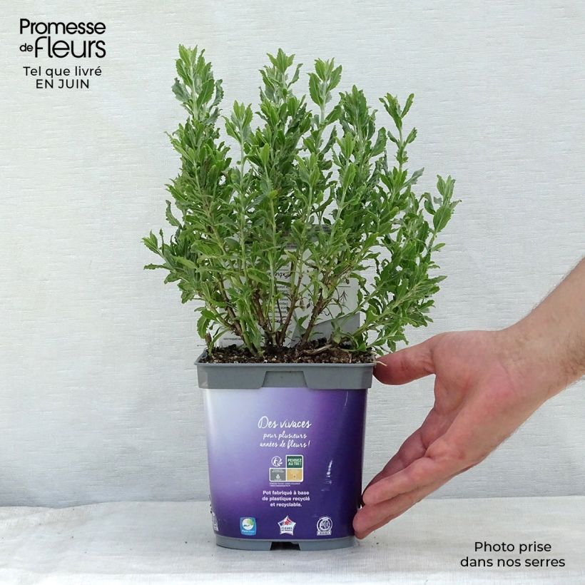Exemplaar van Perovskia Blue Steel - Russische salie Pot van 2 l/3 l zoals geleverd in de zomer