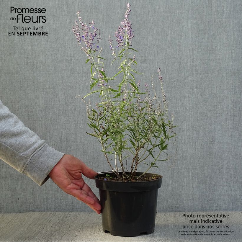 Exemplaar van Perovskia atriplicifolia Lacey Blue - Russische salie Pot van 2 l/3 l zoals geleverd in de herfst