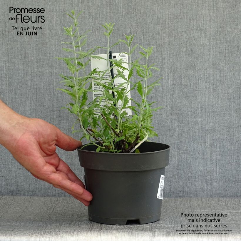 Exemplaar van Perovskia atriplicifolia Lacey Blue - Russische salie Pot van 2 l/3 l zoals geleverd in de zomer