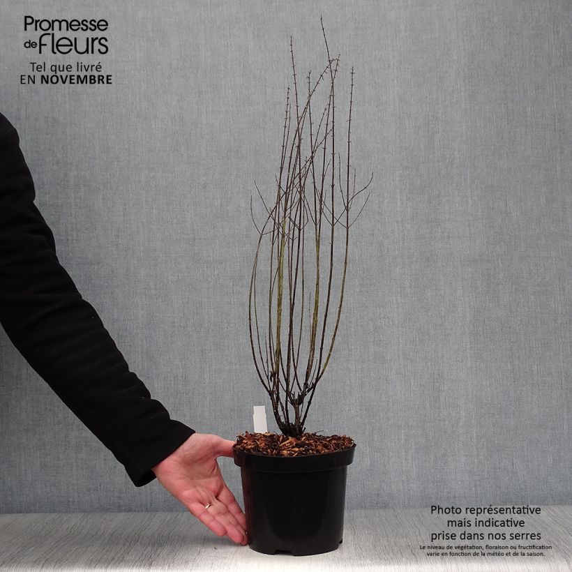 Exemplaar van Perovskia atriplicifolia Little Spire - Russische salie Pot van 2 l/3 l zoals geleverd in de herfst