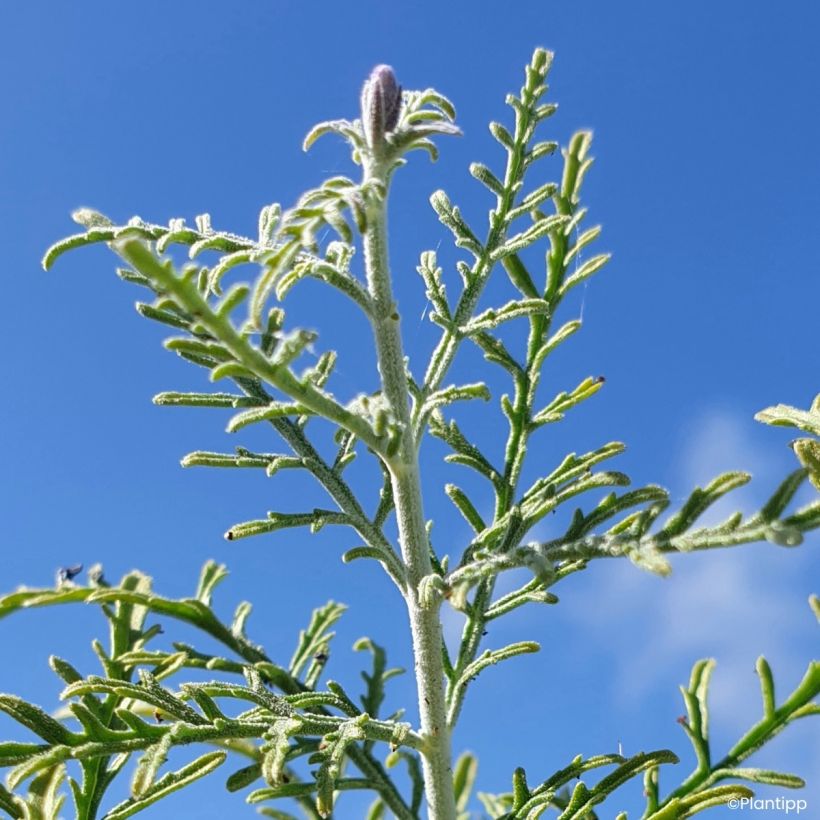 Perovskia atriplicifolia Feathery Blue - Siersalie (Blad)