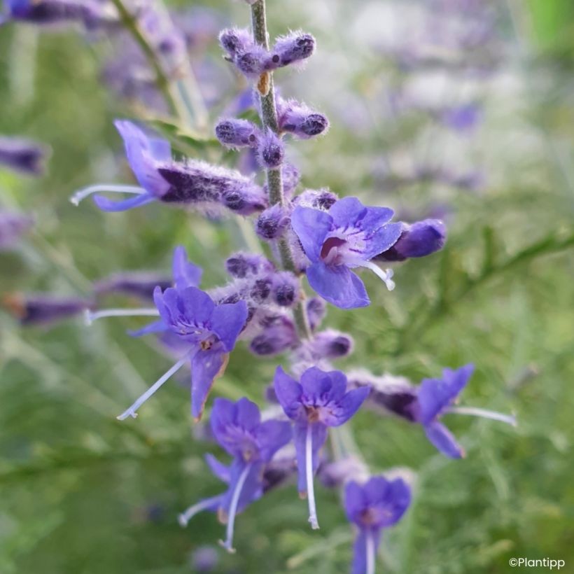 Perovskia atriplicifolia Feathery Blue - Siersalie (Bloei)