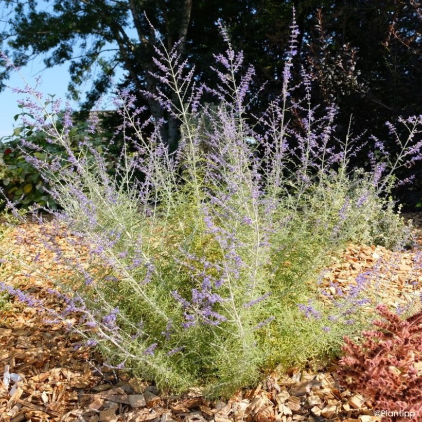Perovskia atriplicifolia Feathery Blue - Siersalie (Groeiplaats)