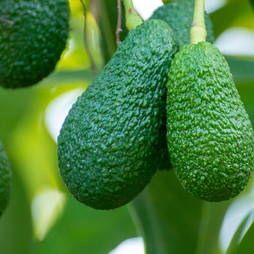 Avocadonoom Hass (Oogst)
