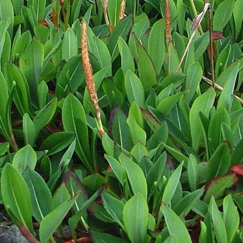 Persicaria affinis Darjeeling Red - Kruipduizendknoop (Blad)