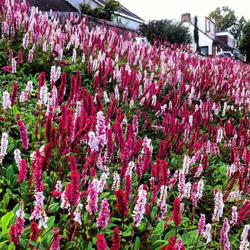 Persicaria affinis Darjeeling Red - Kruipduizendknoop (Bloei)