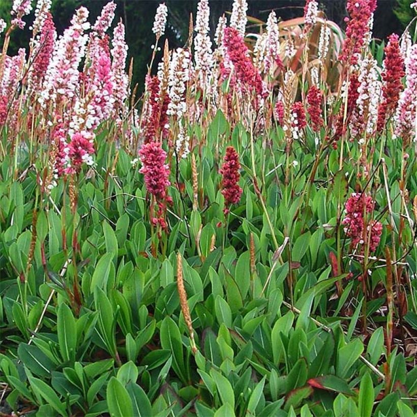 Persicaria affinis Darjeeling Red - Kruipduizendknoop (Groeiplaats)