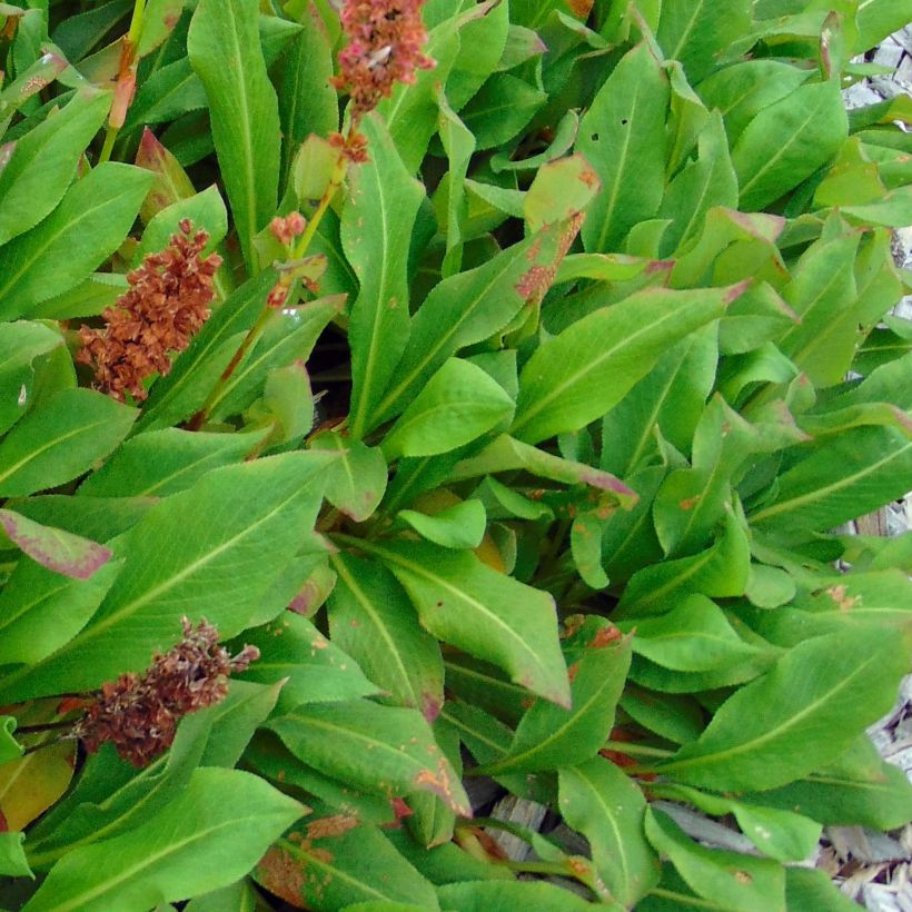 Persicaria affinis Kabouter - Kruipduizendknoop (Blad)