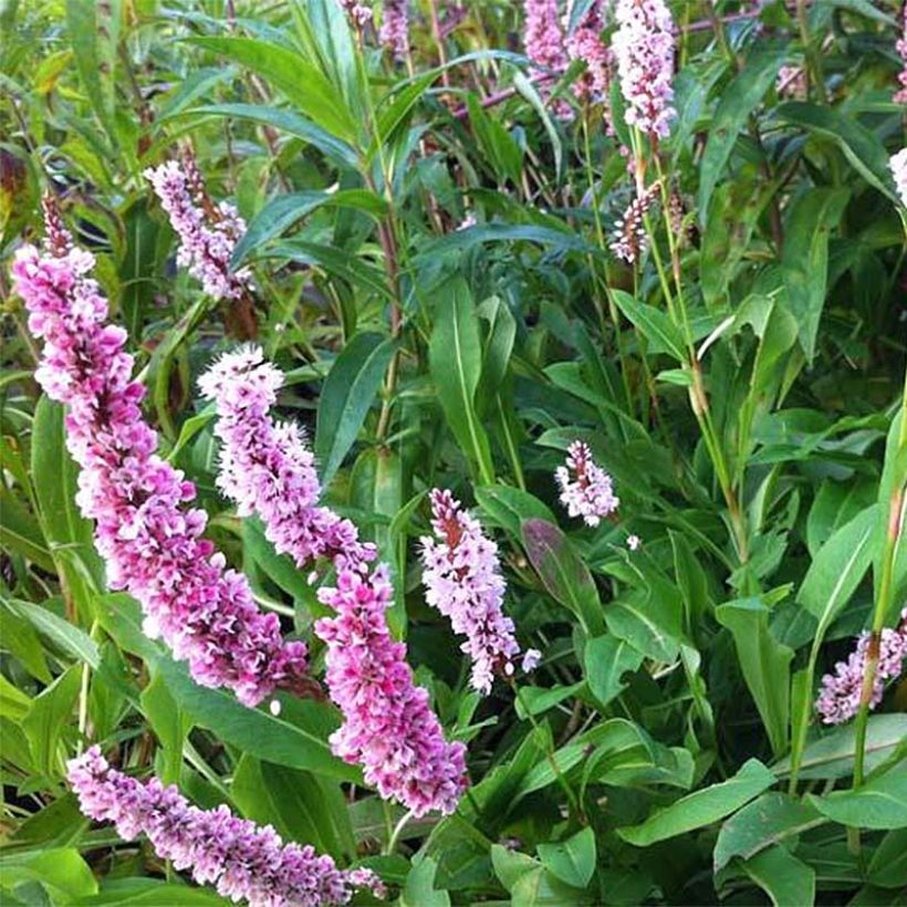 Persicaria affinis Superba - Kruipduizendknoop (Bloei)
