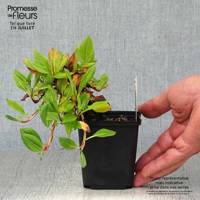 Exemplaar van Persicaria affinis Superba - Kruipduizendknoop Kweekpotje van 8/9 cm zoals geleverd in de zomer