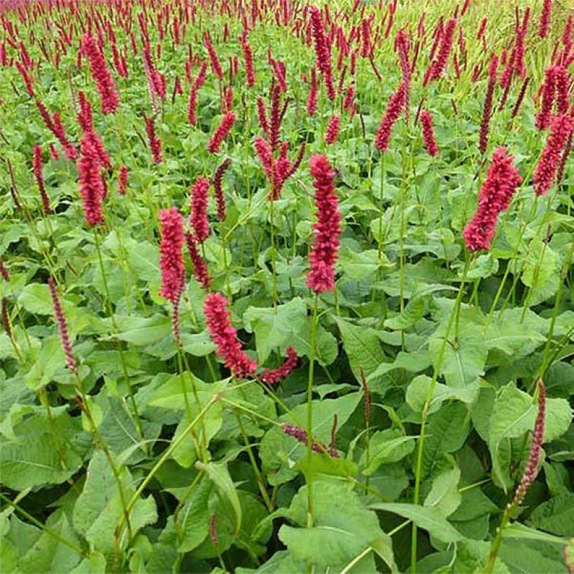Persicaria amplexicaulis Fat Domino - Duizendknoop (Bloei)