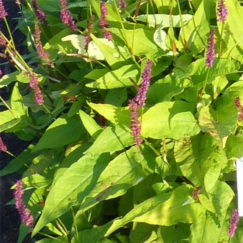 Persicaria amplexicaulis Golden Arrow - Duizendknoop (Blad)