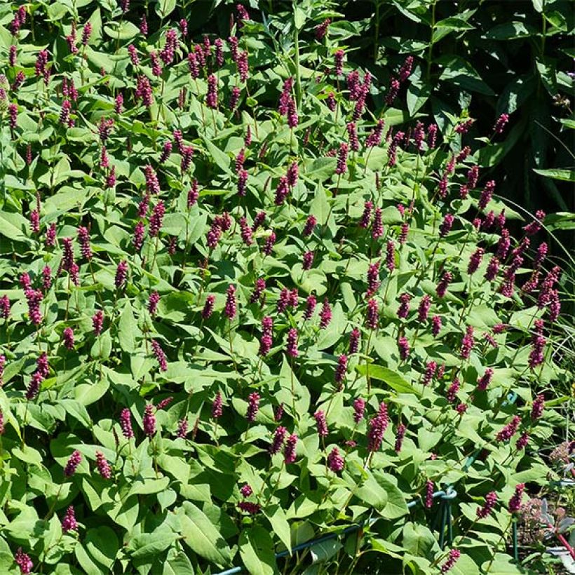 Persicaria amplexicaulis Inverleith - Duizendknoop (Bloei)