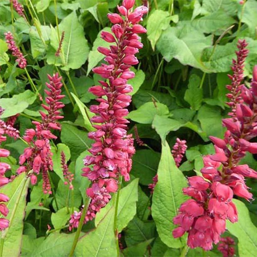 Persicaria amplexicaulis JS Caliente - Duizendknoop (Bloei)