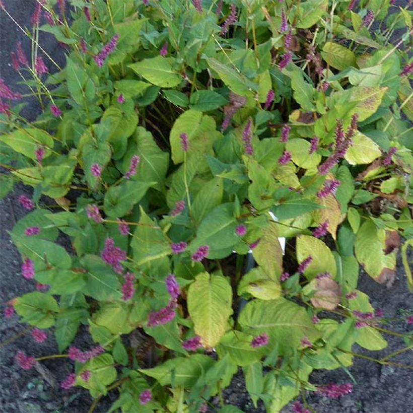 Persicaria amplexicaulis JS Caliente - Duizendknoop (Groeiplaats)