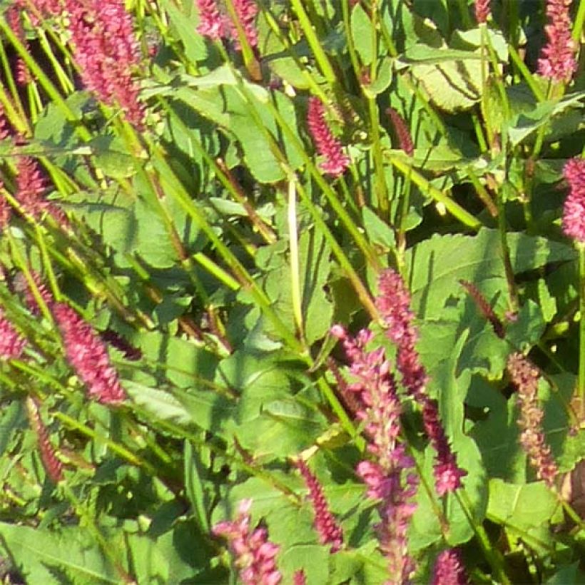 Persicaria amplexicaulis JS Delgado Macho - Duizendknoop (Blad)
