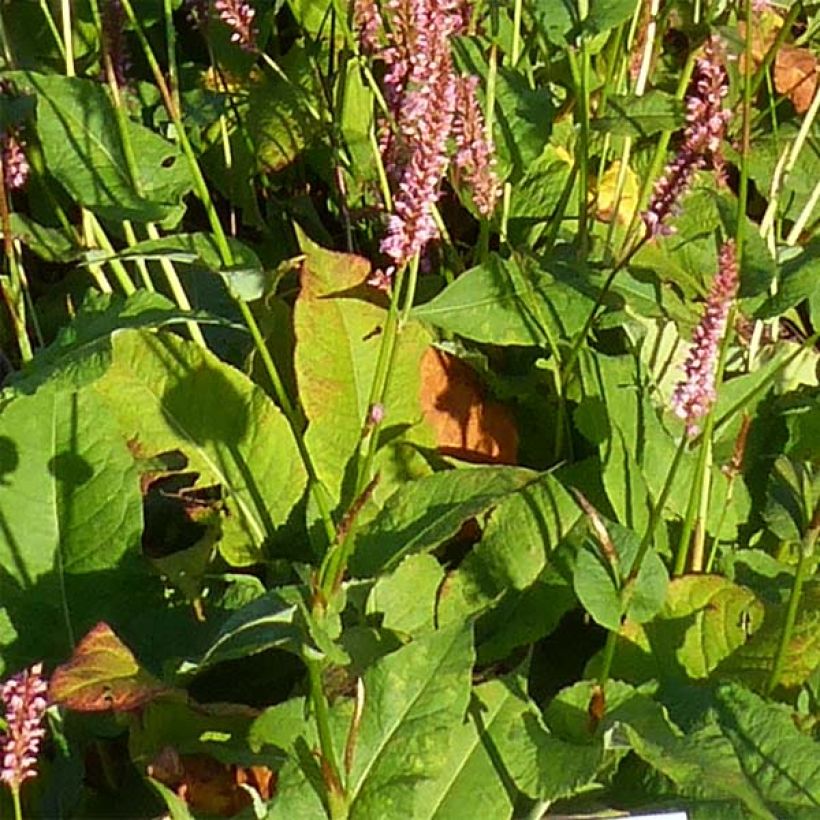 Persicaria amplexicaulis Jo and Guidos Form - Duizendknoop (Blad)