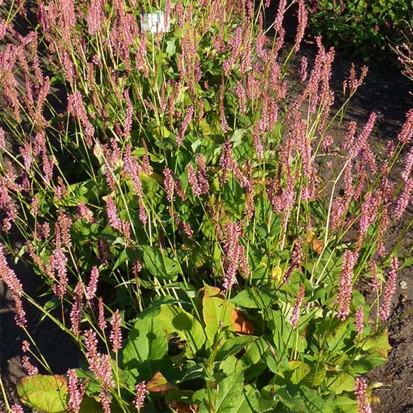 Persicaria amplexicaulis Jo and Guidos Form - Duizendknoop (Bloei)