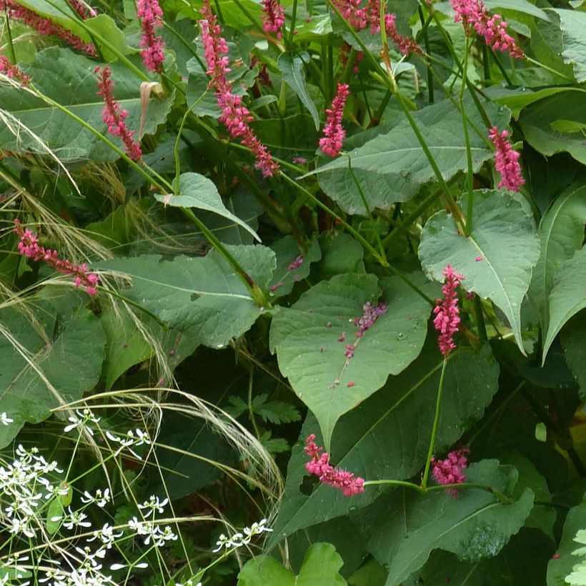Persicaria amplexicaulis Speciosa - Duizendknoop (Blad)