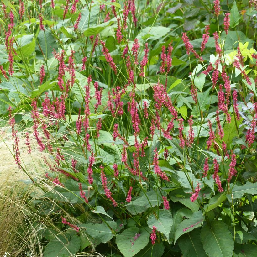 Persicaria amplexicaulis Speciosa - Duizendknoop (Groeiplaats)