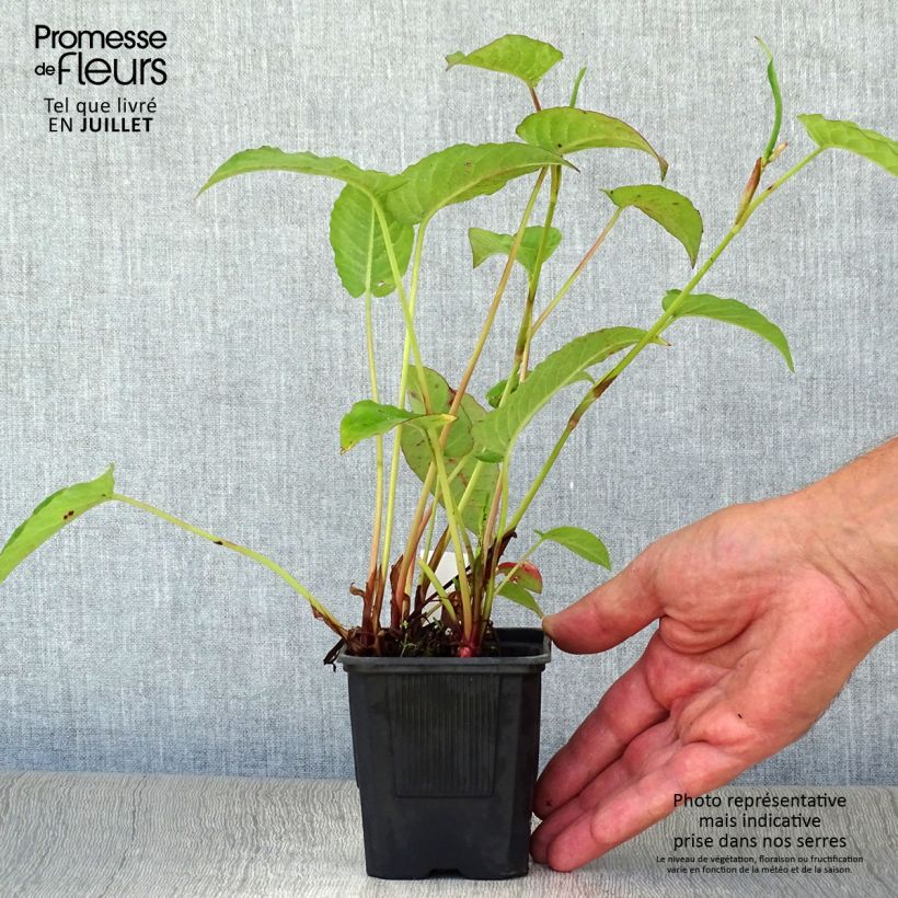 Exemplaar van Persicaria amplexicaulis Speciosa - Duizendknoop Kweekpotje van 8/9 cm zoals geleverd in de zomer