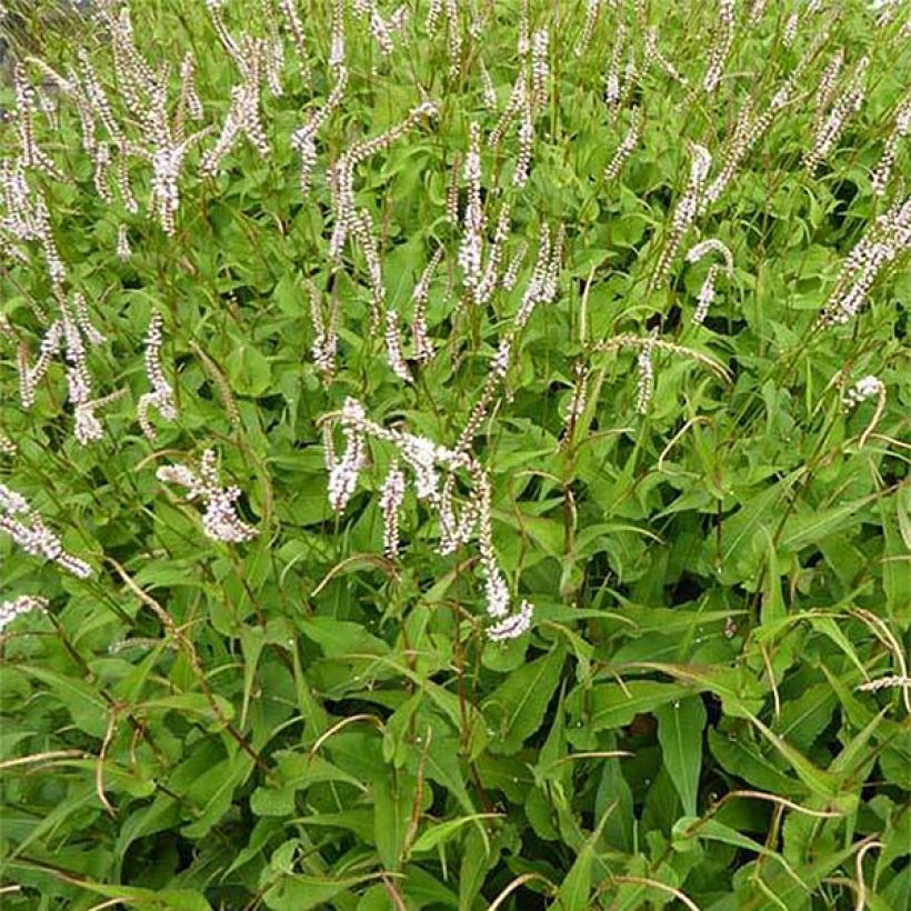 Persicaria amplexicaulis White Eastfield - Duizendknoop (Bloei)