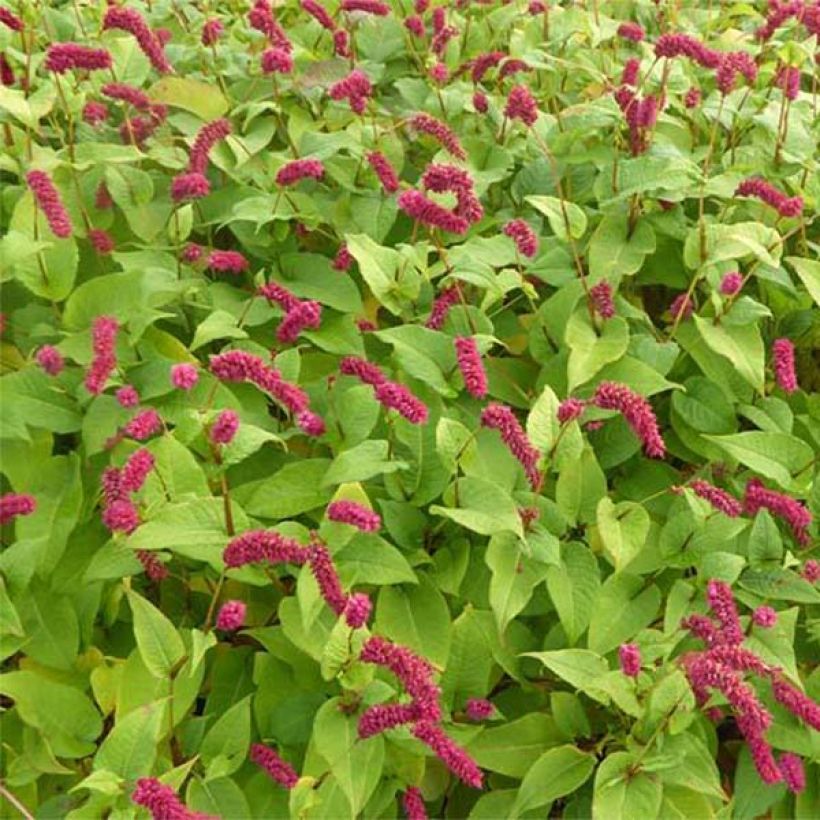 Persicaria amplexicaulis var. pendula - Duizendknoop (Bloei)