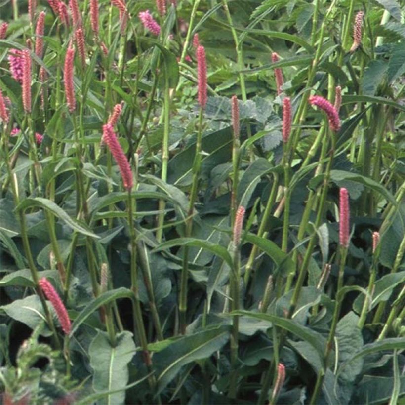 Persicaria bistorta Hohe Tatra - Adderwortel (Blad)