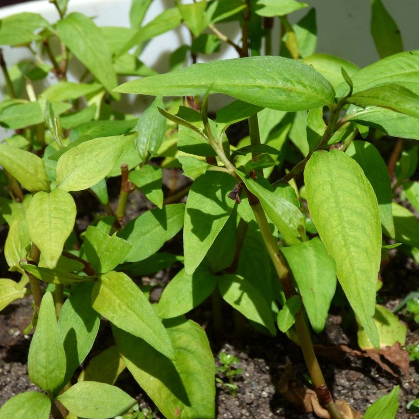 Vietnamese koriander - Persicaria odorata (jonge planten) (Foliage)